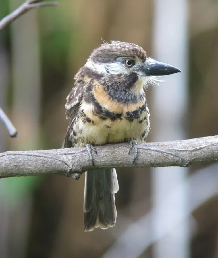 File:Hypnelus ruficollis bicinctus Bobo punteado Two-banded Puffbird (15709261023).jpg