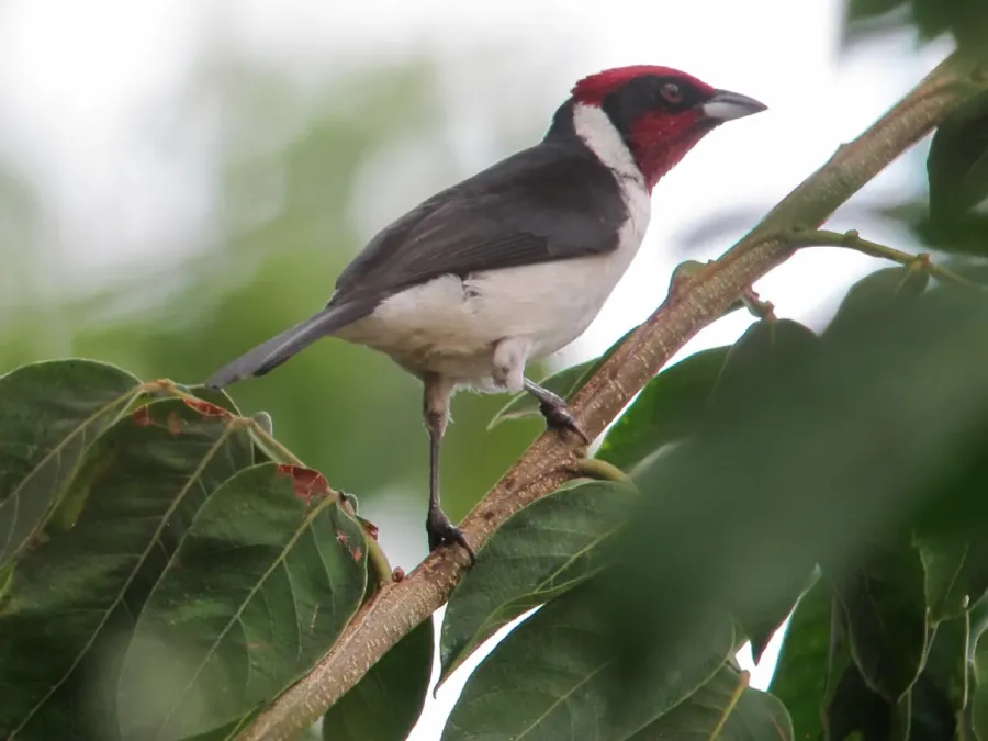 File:Paroaria nigrogenis Cardenal pantanero Masked Cardinal (16142981219).jpg