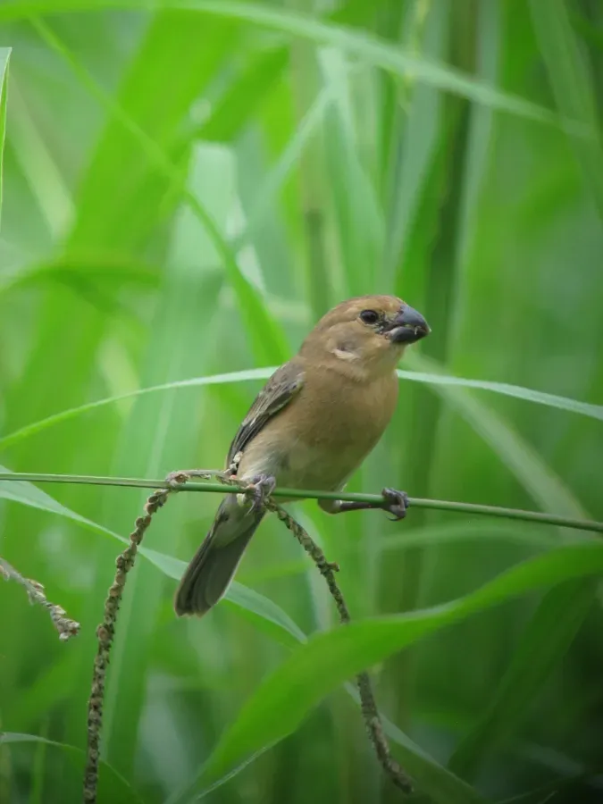 File:Sporophila intermedia Espiguero gris Grey Seedeater (female) (16133852658).jpg