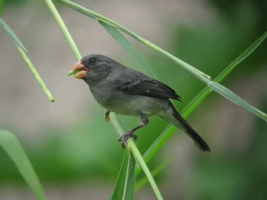 File:Sporophila intermedia Espiguero gris Grey Seedeater (16133817298).jpg