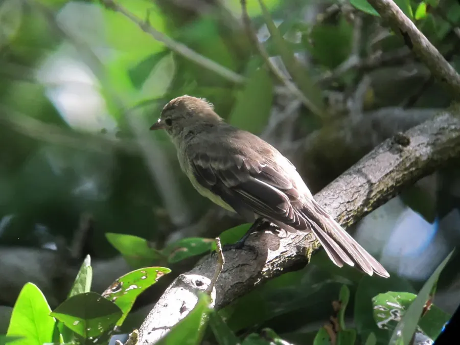 File:Elaenia martinica Elaenia caribeña Caribbean Elaenia (15563824576).jpg