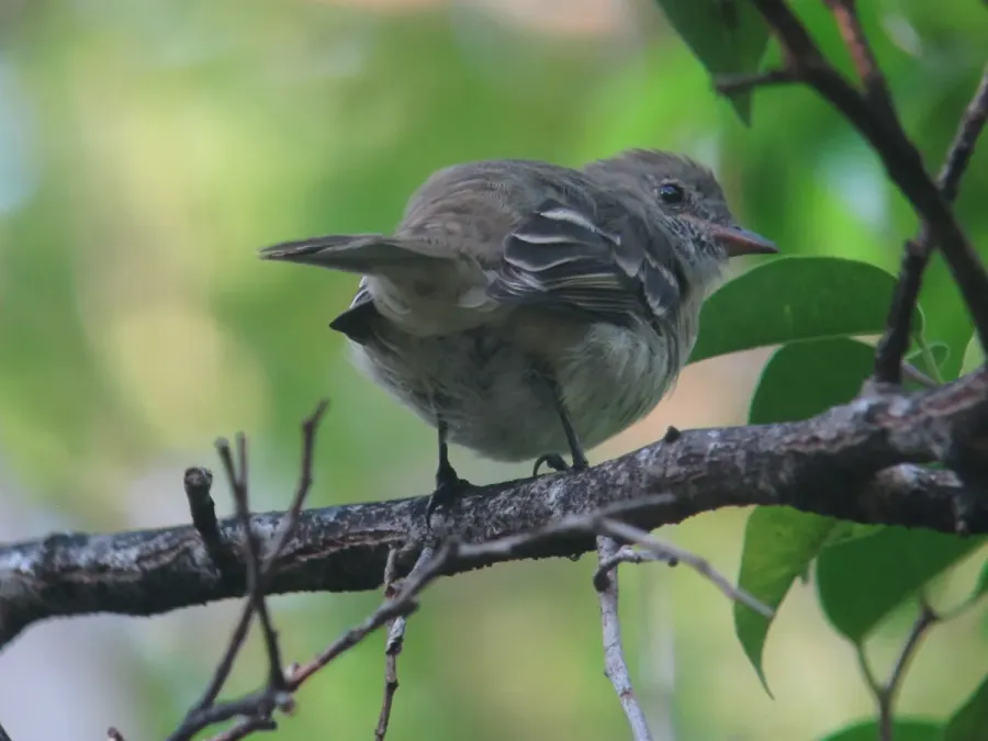 File:Elaenia martinica Elaenia caribeña Caribbean Elaenia (15588408092).jpg