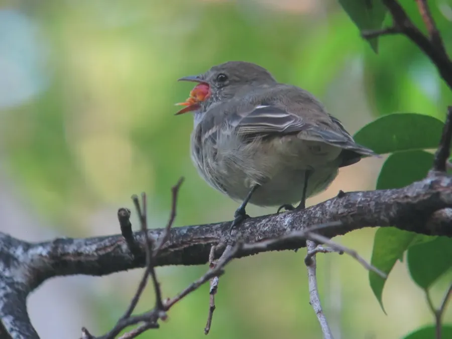 File:Elaenia martinica Elaenia caribeña Caribbean Elaenia (15401454128).jpg