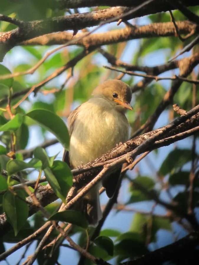 File:Elaenia martinica Elaenia caribeña Caribbean Elaenia (15563893236).jpg