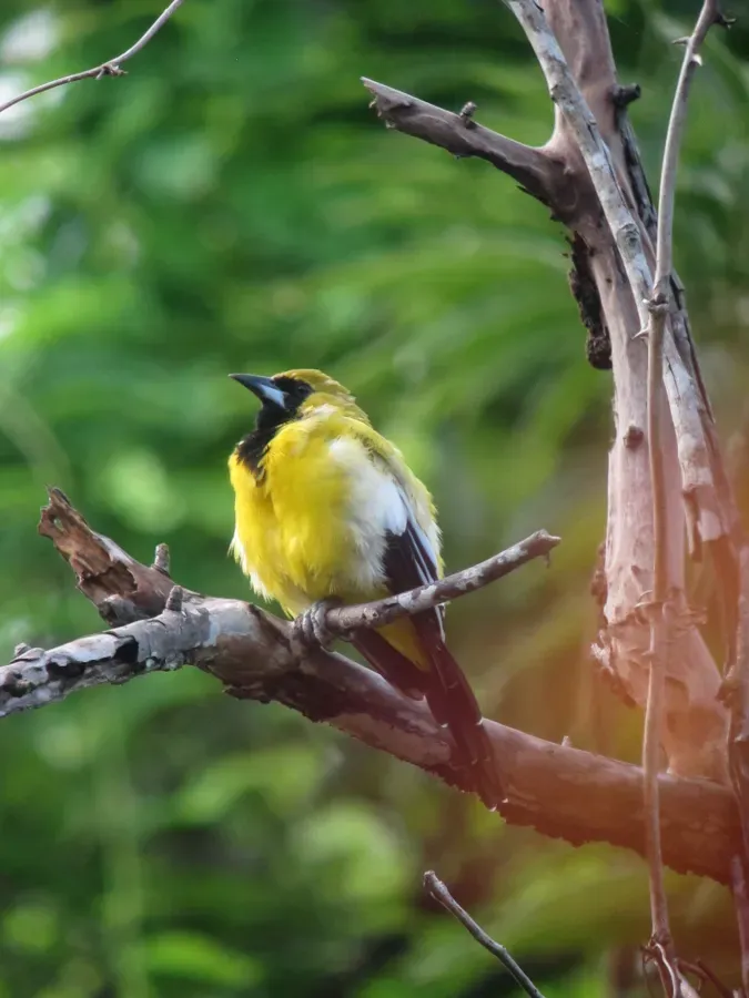 File:Icterus leucopteryx Turpial Jamaiquino Jamaican Oriole (15400922287).jpg