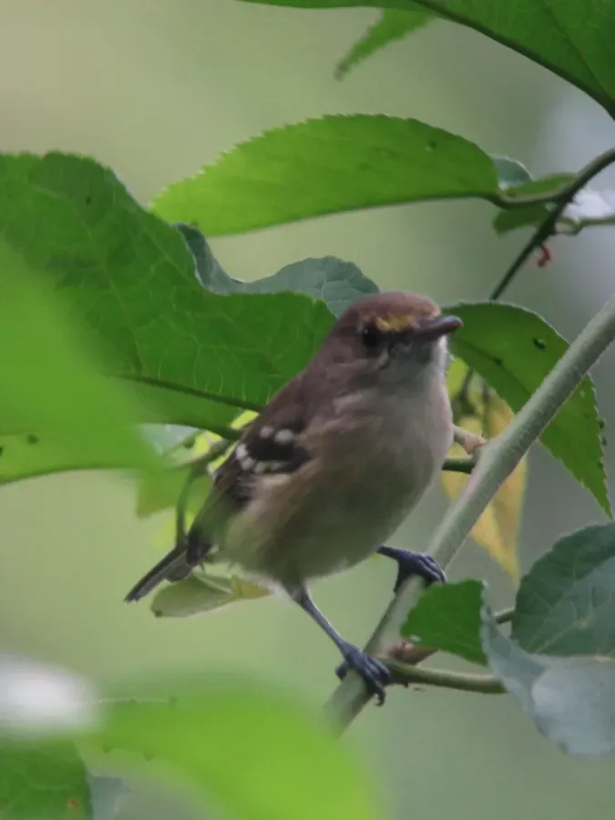 File:Vireo caribaeus Vireo de San Andrés San Andres Vireo (15578381225).jpg