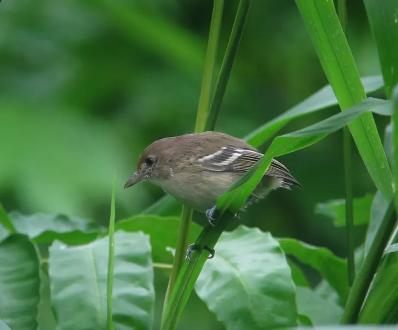 File:Vireo caribaeus Vireo de San Andrés San Andres Vireo (15392818120).jpg