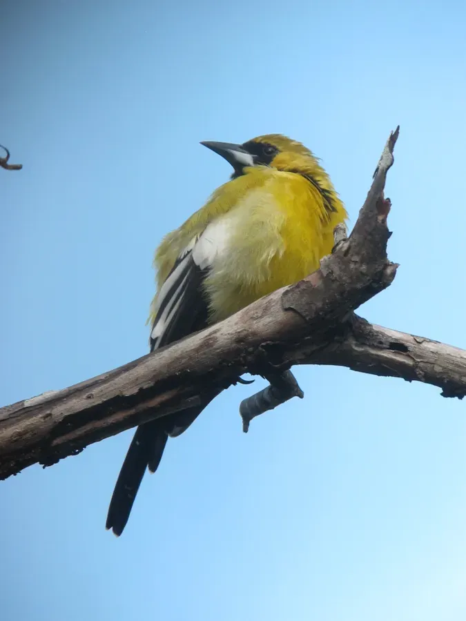File:Icterus leucopteryx Turpial Jamaiquino Jamaican Oriole (14957742134).jpg
