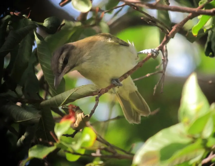 File:Vireo altiloquus Verderón Canoro Black-whiskered Vireo (15575184801).jpg