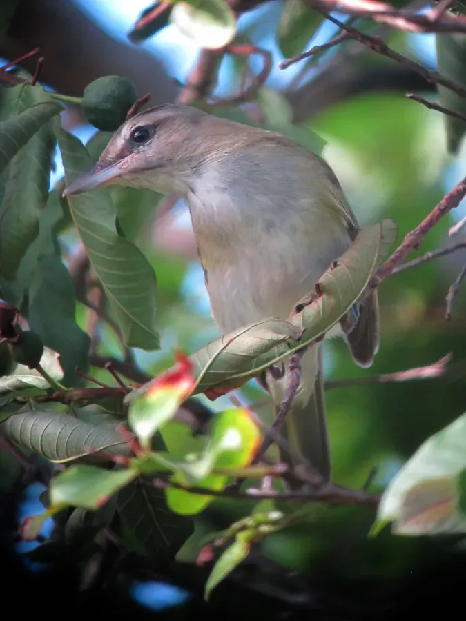 File:Vireo altiloquus Verderón Canoro Black-whiskered Vireo (15392299720).jpg