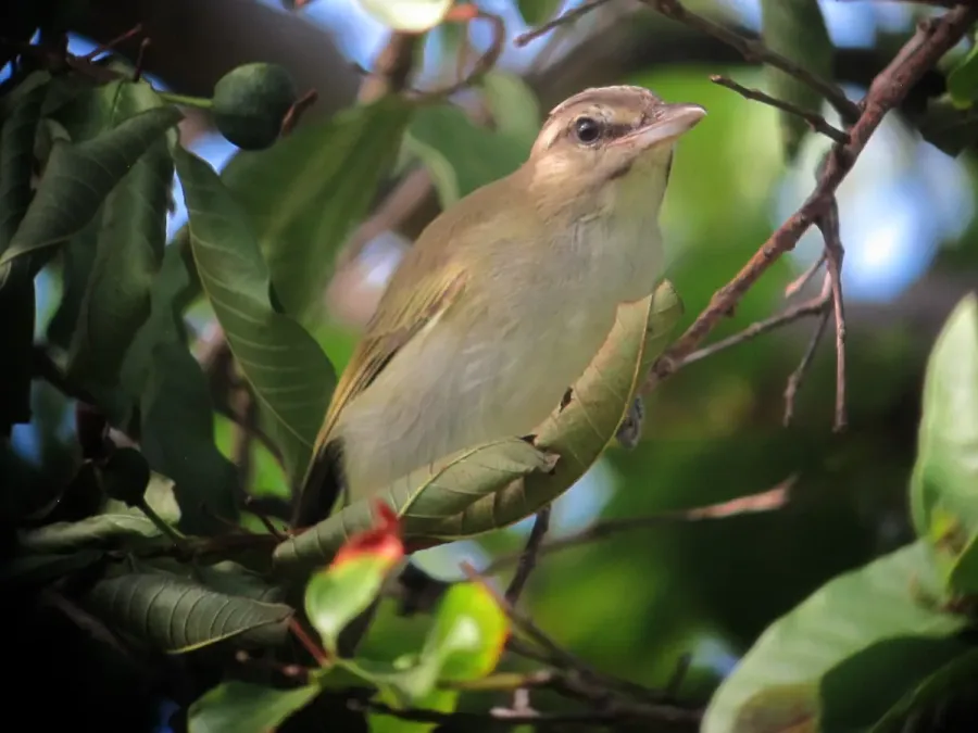 File:Vireo altiloquus Verderón Canoro Black-whiskered Vireo (15385954729).jpg