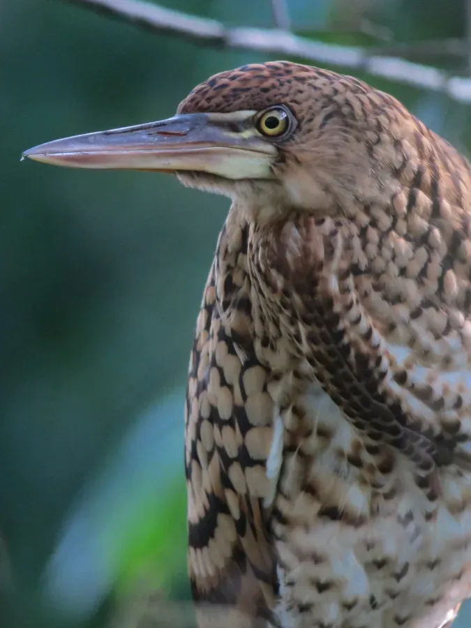 File:Botaurus pinnatus Avetoro Pinnated Bittern (6548697069).jpg
