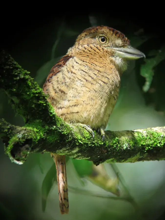 File:Nystalus radiatus Bobo barrado Barred Puffbird (6545940331).jpg