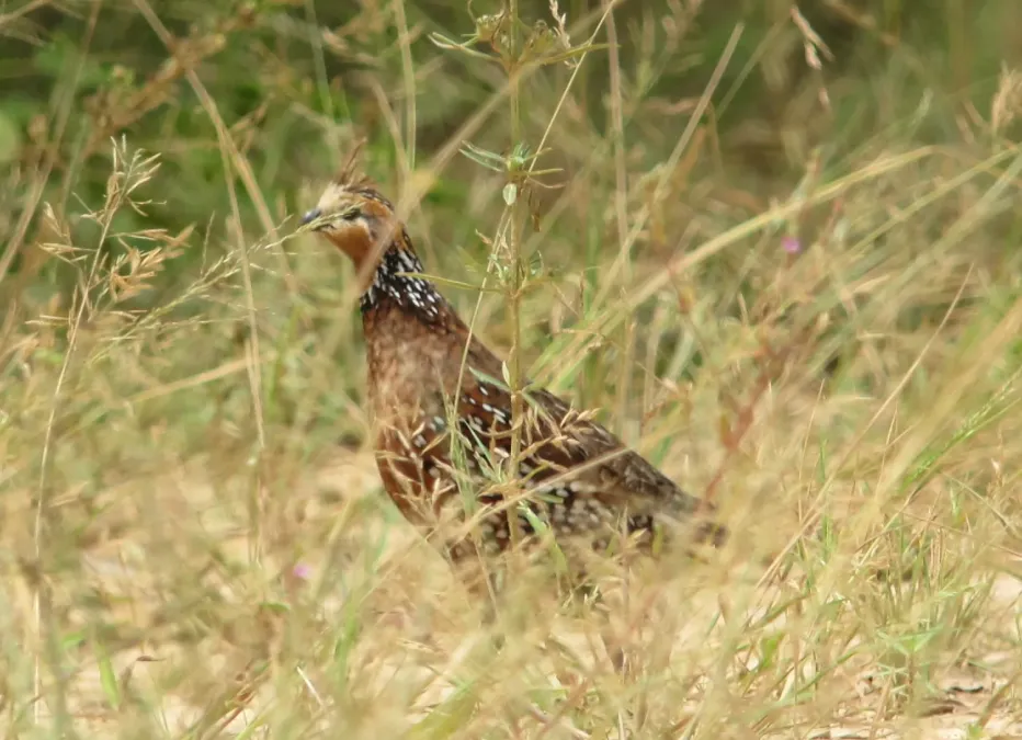 File:Colinus cristatus Perdiz chilindra Crested Bobwhite (6539376951).jpg