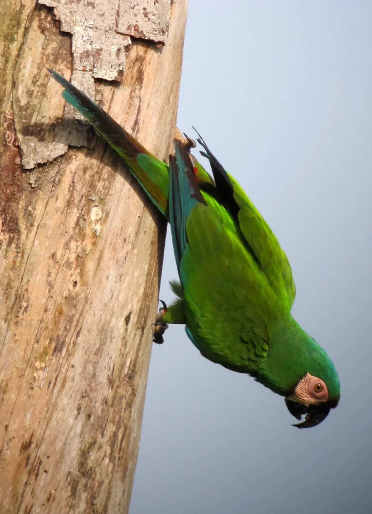 File:Ara severus Guacamaya cariseca Chestnut-Fronted Macaw (6534152551).jpg