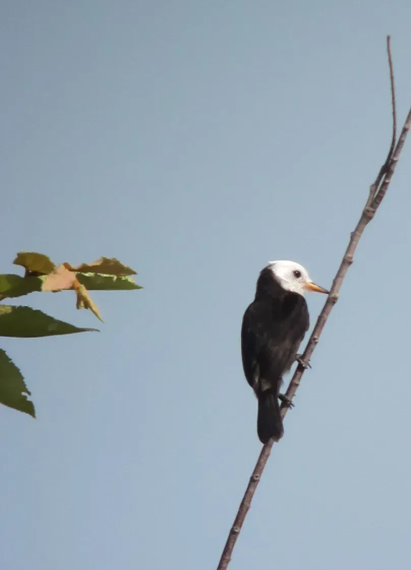File:Arundinicola leucocephala Monjita pantanera White-headed Marsh-Tyrant (6517437357).jpg
