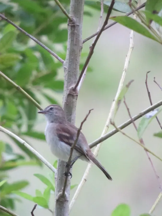 File:Cnemotriccus fuscatus Atrapamoscas pardusco Fuscous Flycatcher (6515802563).jpg