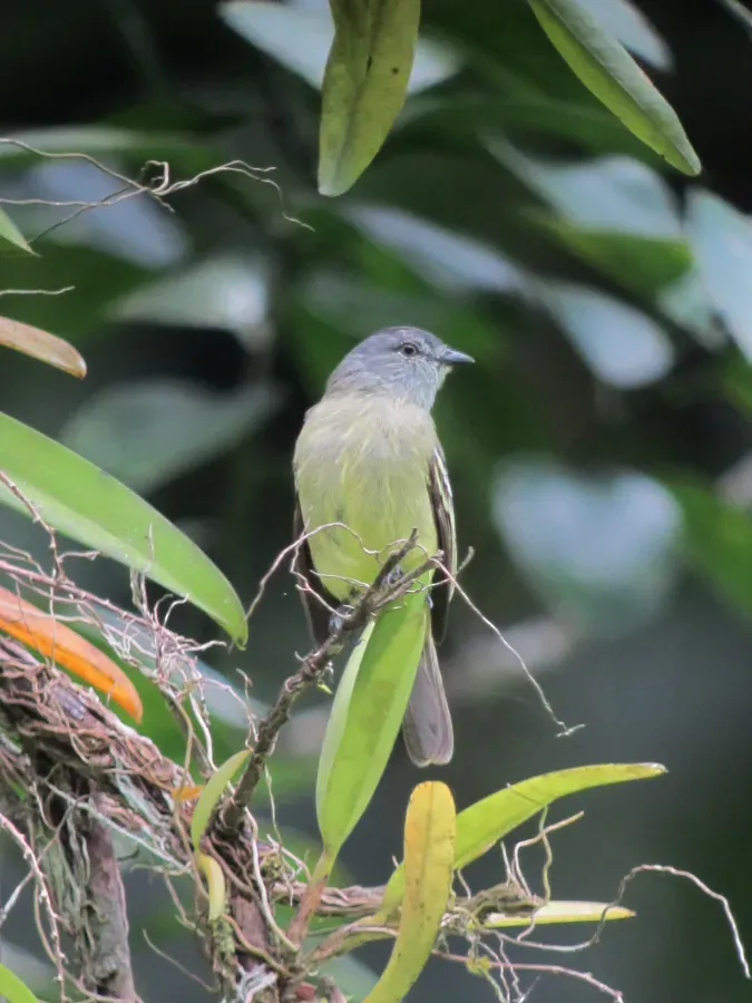 File:Tyrannulus elatus Tiranuelo coronado Yellow-crowned Tyrannulet (6515681663).jpg