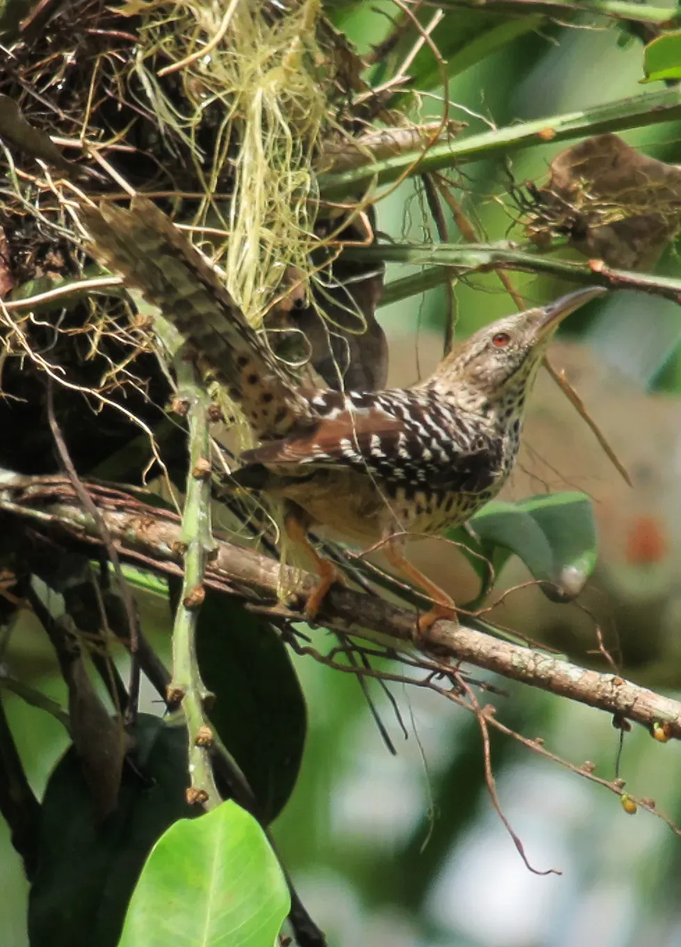 File:Campylorhynchus zonatus Cucarachero matraquero Banded-Back Wren (6498526913).jpg