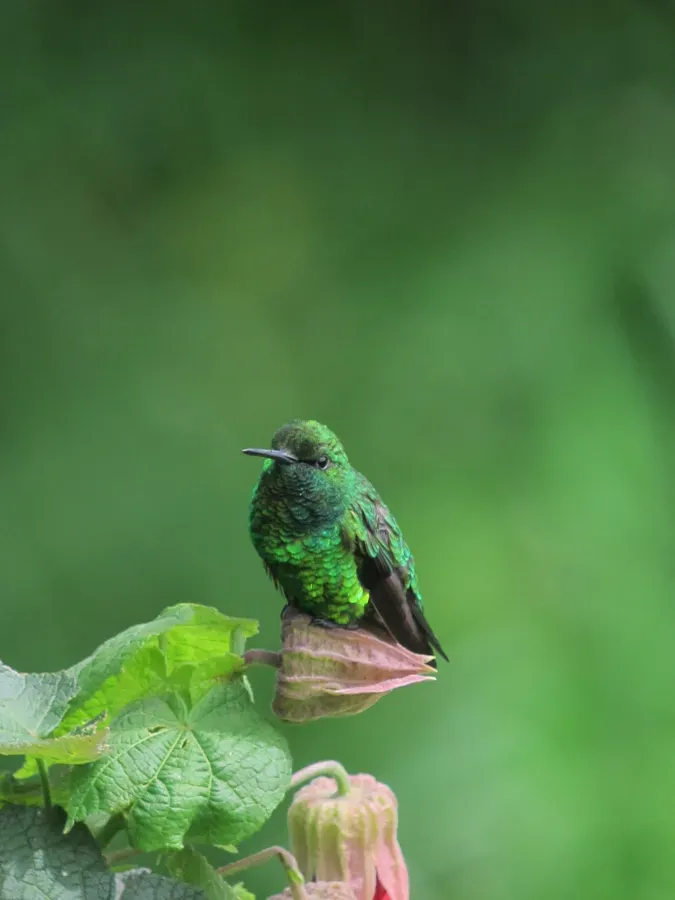 File:Chlorostilbon poortmani Esmeralda rabicorta Short-tailed Emerald (6491849779).jpg