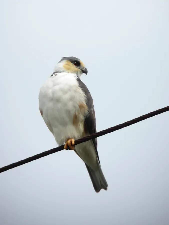 File:Gampsonyx swainsonii Gavilancito perlado Pearl Kite (6465702899).jpg