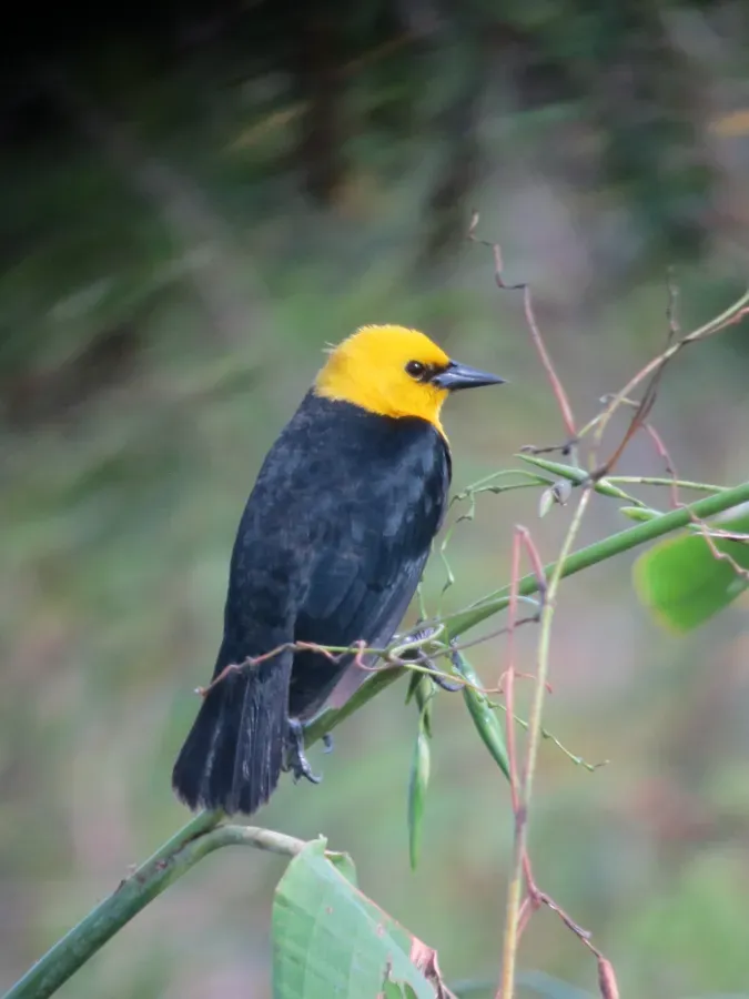 File:Chrysomus icterocephalus Monjita cabeciamarilla Yellow-hooded Blackbird (6459067387).jpg