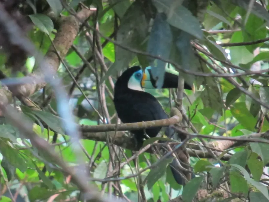 File:Ramphastos vitellinus Tucán pechiblanco Channel-billed Toucan (6451967817).jpg
