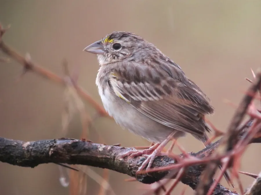 File:Ammodramus humeralis Sabanero rayado Grassland Sparrow (6446162527).jpg