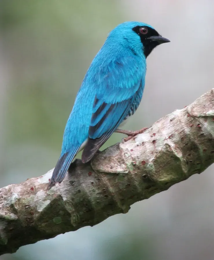 File:Tersina viridis Azulejo golondrina Swallow Tanager (male) (6441879197).jpg