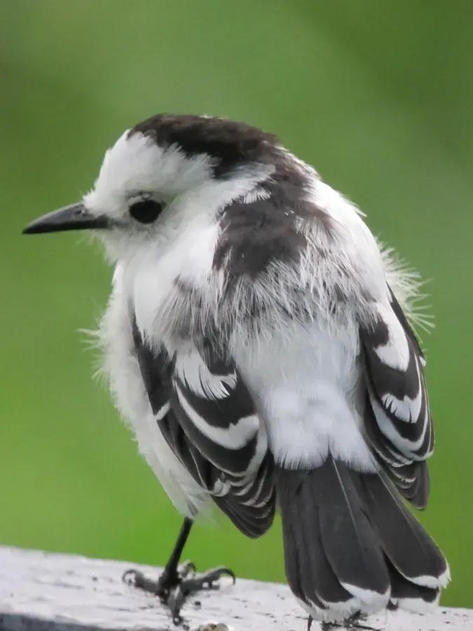 File:Fluvicola pica Viudita frentinegra Pied Water-Tyrant (6380598589).jpg