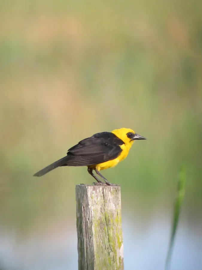 File:Gymnomystax mexicanus Turpial lagunero Oriole Blackbird (6288258277).jpg