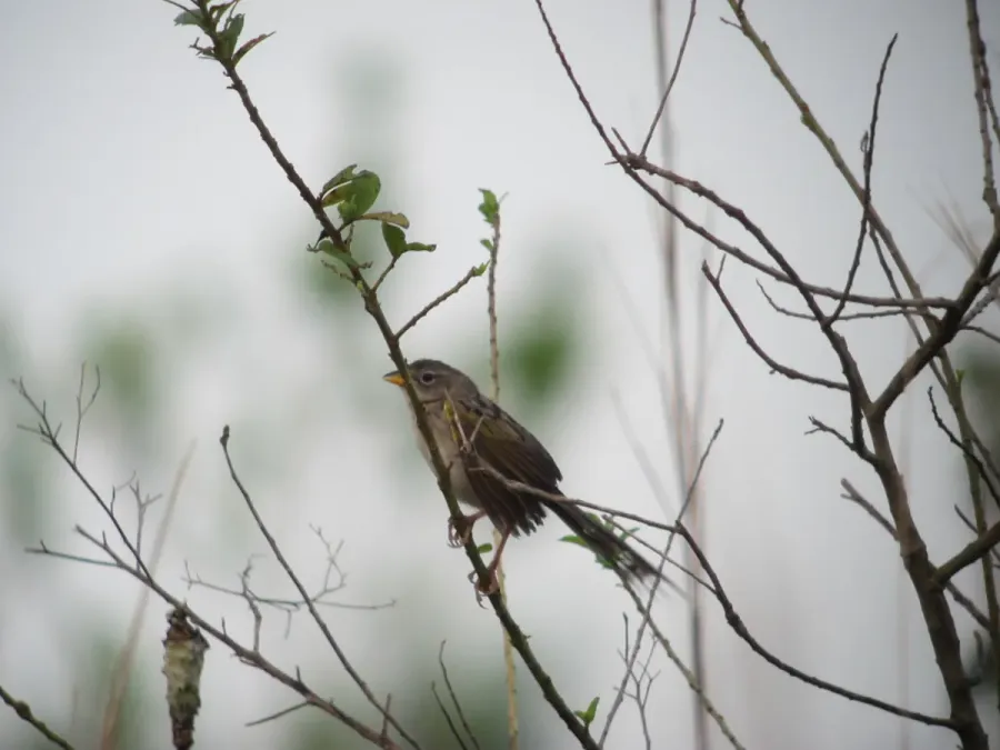 File:Emberizoides herbicola Sabanero coludo Wedge-tailed Grass-Finch (6278049297).jpg