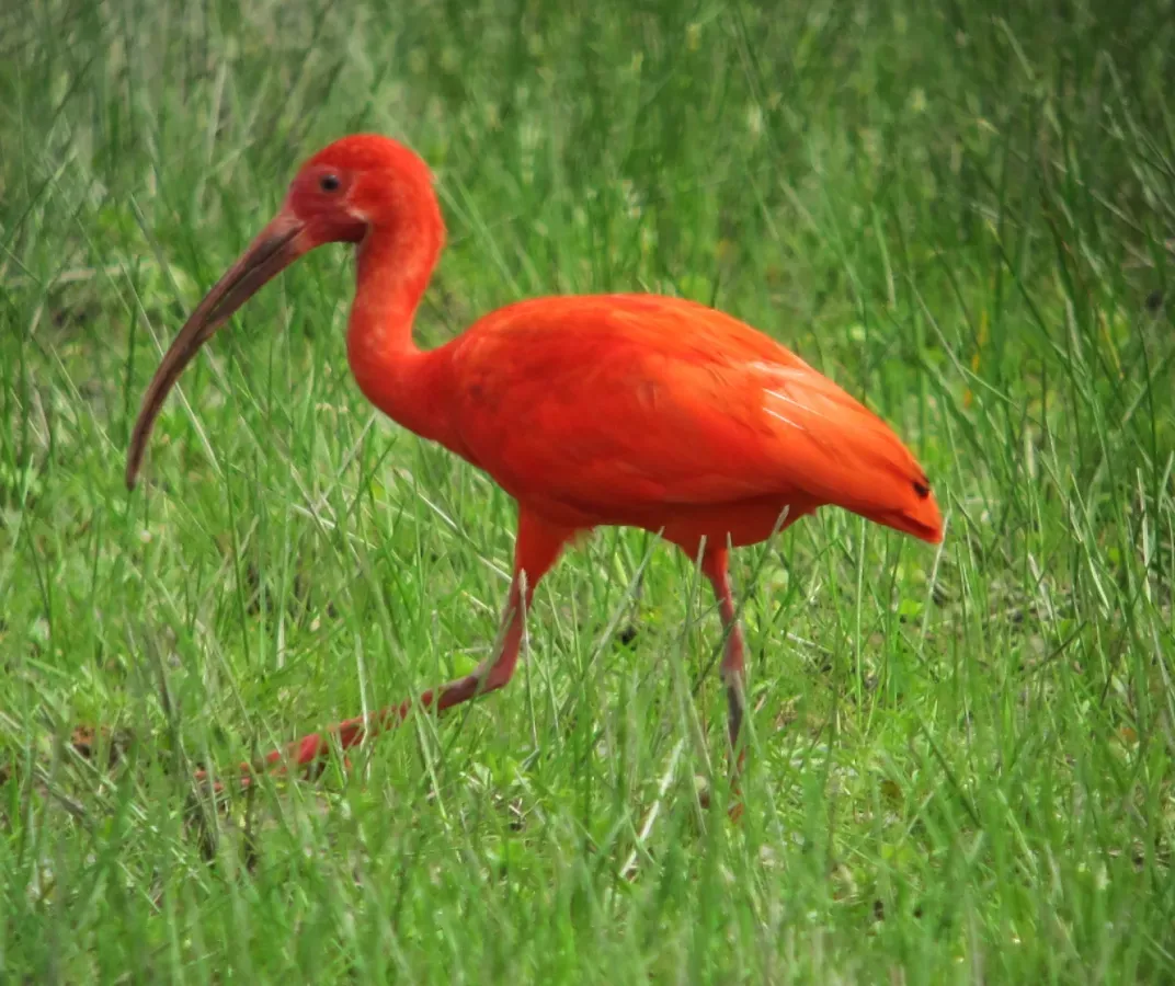 File:Eudocimus ruber Corocora Scarlet Ibis (6264848783).jpg
