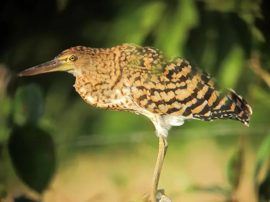File:Botaurus pinnatus Avetoro Pinnated Bittern (6265348630).jpg