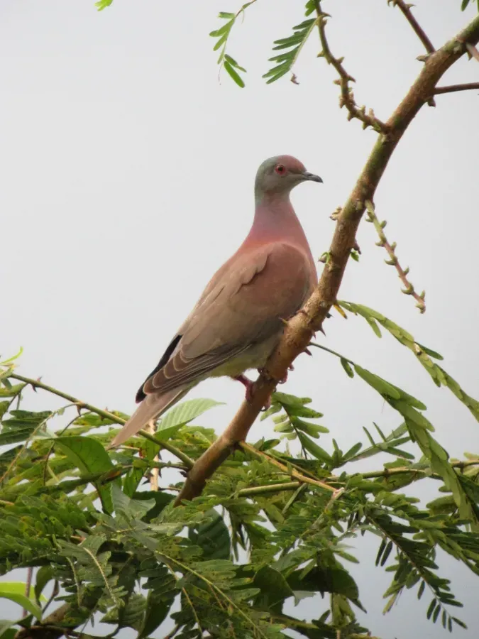 File:Patagioenas cayennensis Paloma morada Pale-vented Pigeon (6260383723).jpg
