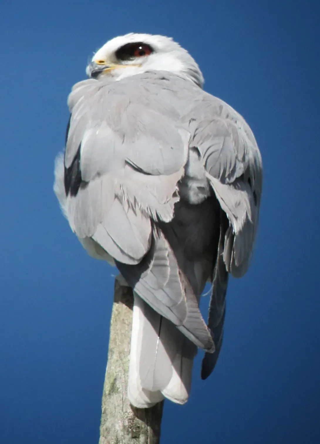 File:Elanus leucurus Gavilán maromero White-tailed Kite (6246175015).jpg
