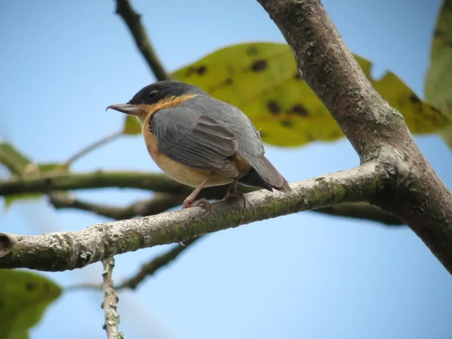 File:Diglossa sittoides Picaflor canela Rusty Flowerpiercer (male) (6218963698).jpg