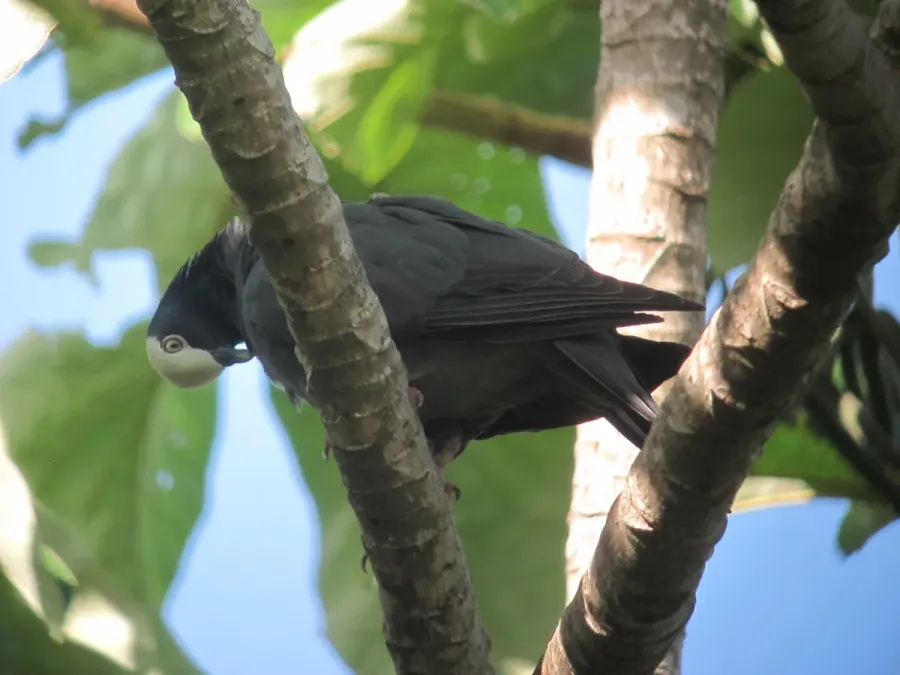 File:Patagioenas leucocephala Paloma Coroniblanca White-crowned Pigeon (15560209422).jpg