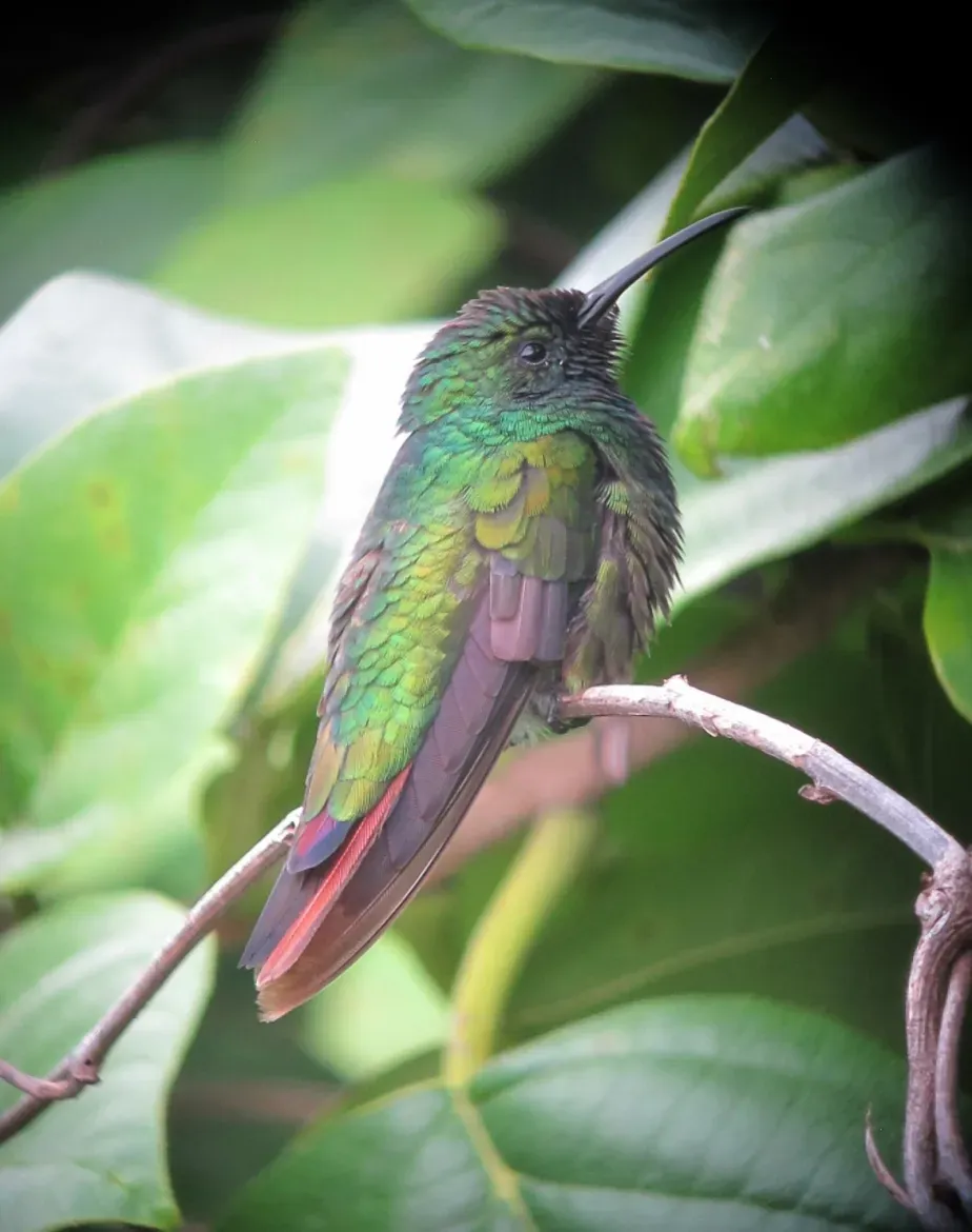 File:Anthracothorax prevostii Mango Pechiverde Green-breasted Mango (male) (15552848845).jpg