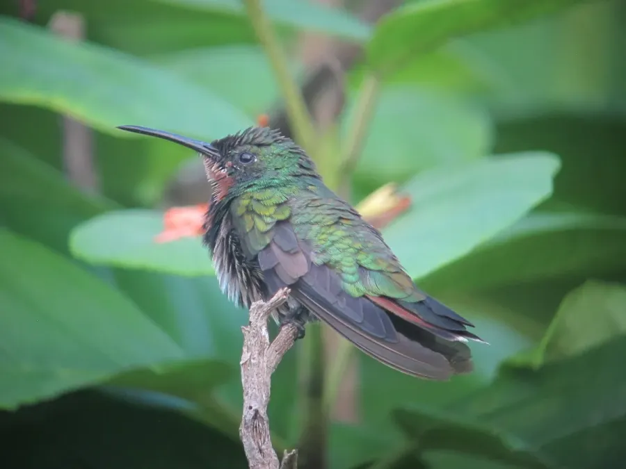 File:Anthracothorax prevostii Mango Pechiverde Green-breasted Mango (female) (14925121914).jpg