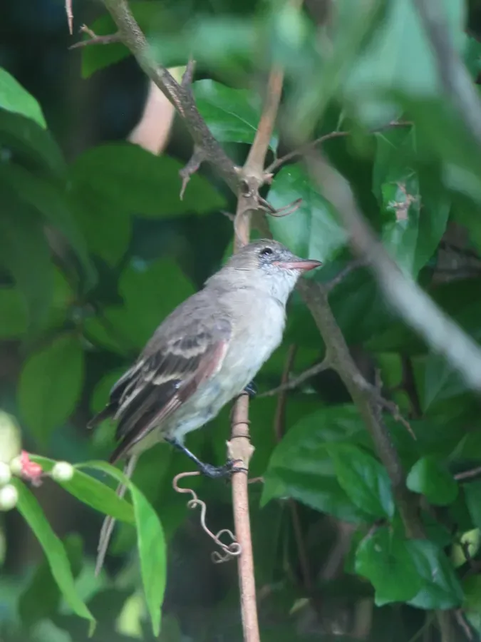 File:Elaenia martinica Elaenia caribeña Caribbean Elaenia (15359256879).jpg