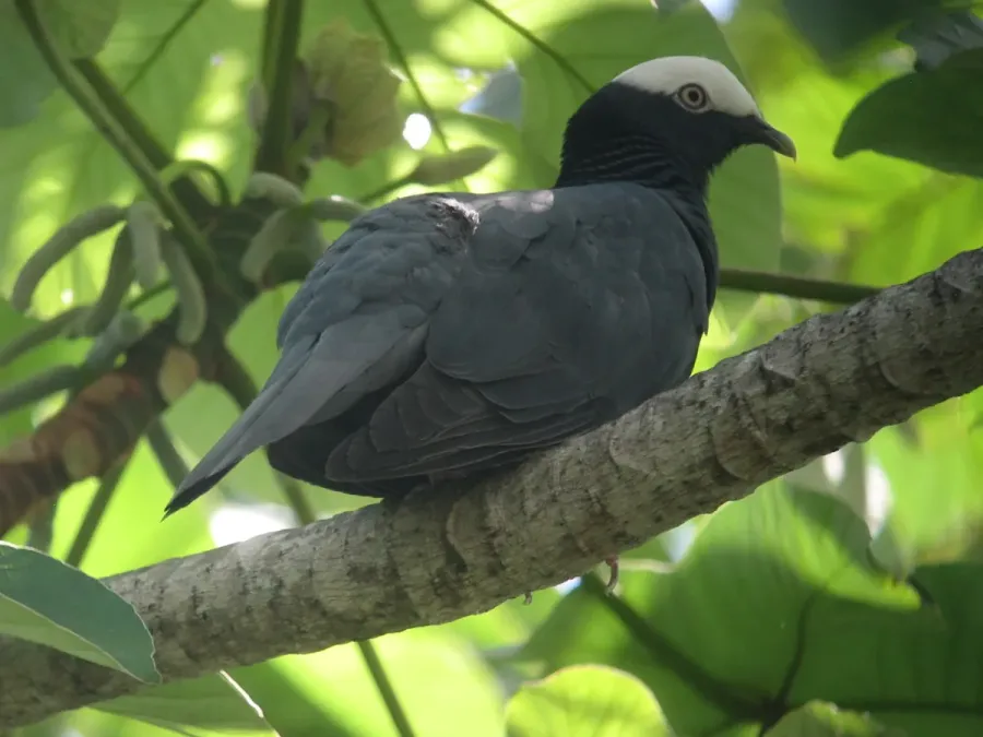 File:Patagioenas leucocephala Paloma Coroniblanca White-crowned Pigeon (14925700683).jpg