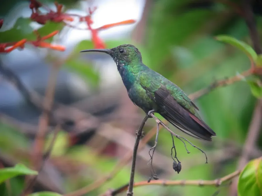 File:Anthracothorax prevostii Mango Pechiverde Green-breasted Mango (15539256092).jpg