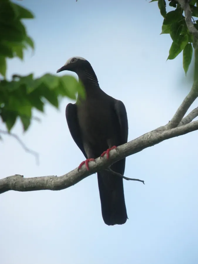 File:Patagioenas leucocephala Paloma Coroniblanca White-crowned Pigeon (14917644904).jpg