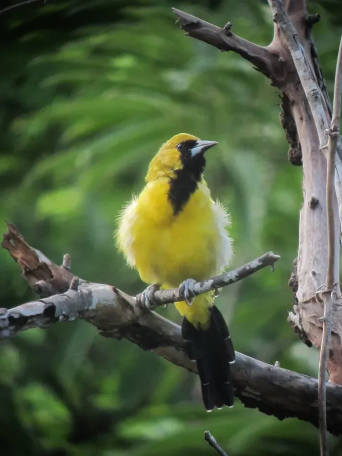 File:Icterus leucopteryx Turpial Jamaiquino Jamaican Oriole (15352565110).jpg