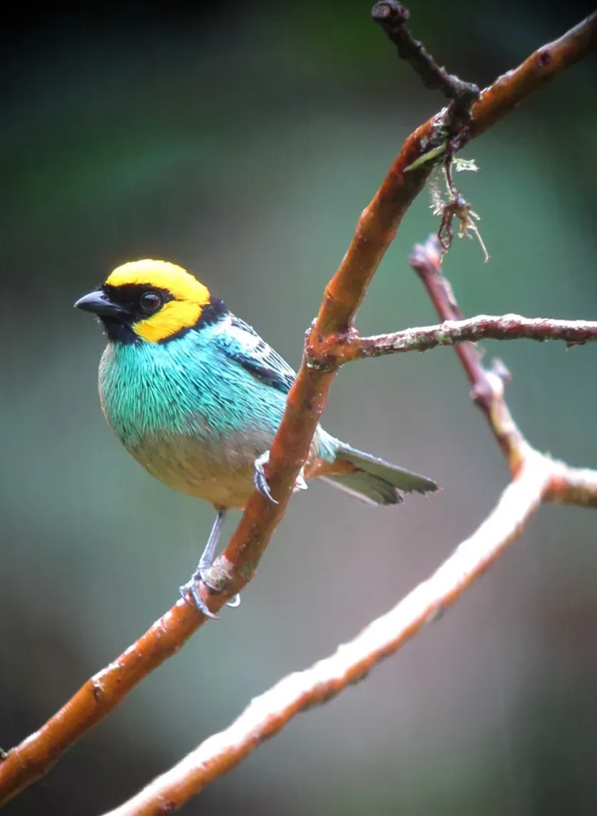 File:Tangara xanthocephala Tángara coronada Saffron-crowned Tanager (15300526795).jpg