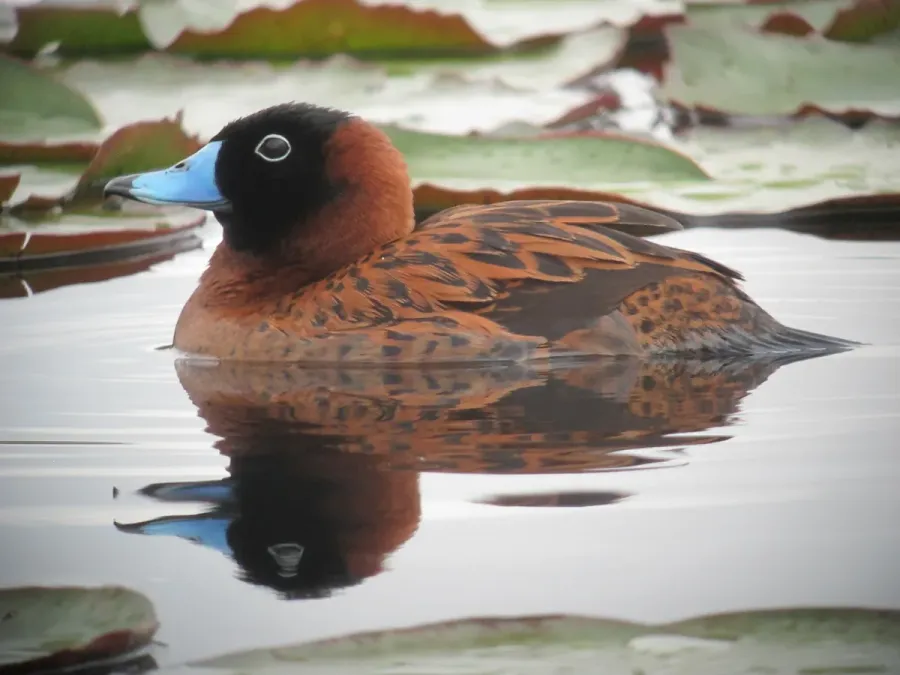 File:Nomonyx dominicus Pato enmascarado Masked Duck (15112703808).jpg