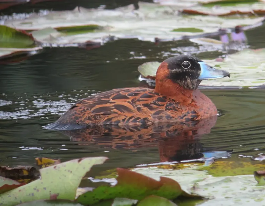 File:Nomonyx dominicus Pato enmascarado Masked Duck (15299299335).jpg