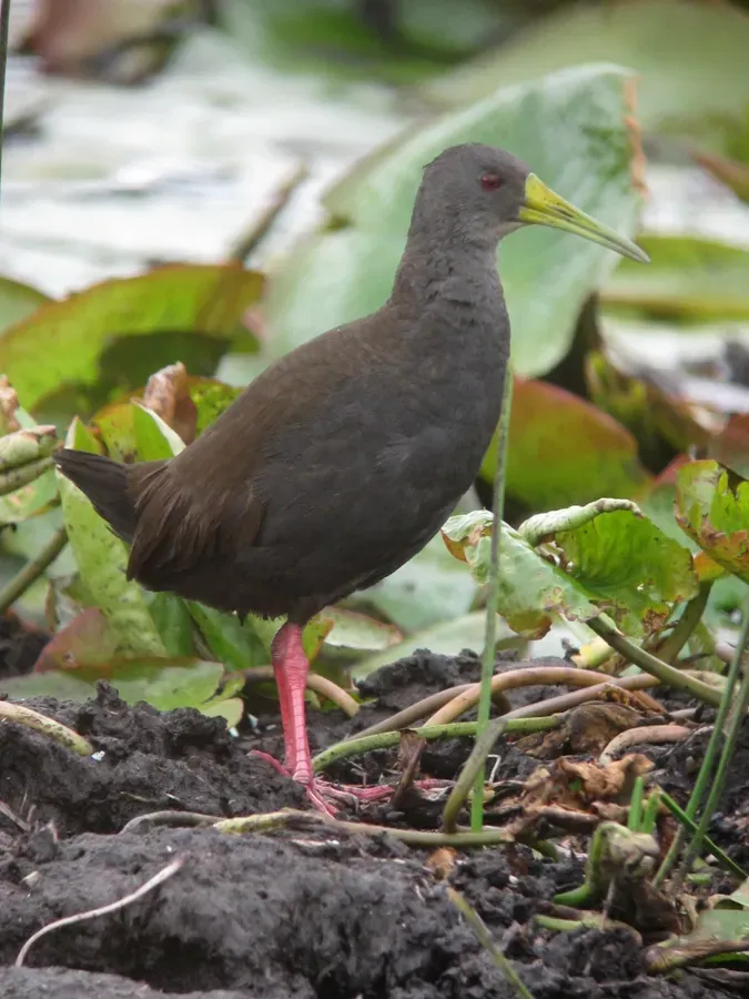File:Pardirallus nigricans Rascón negruzco Blackish Rail (15112584650).jpg