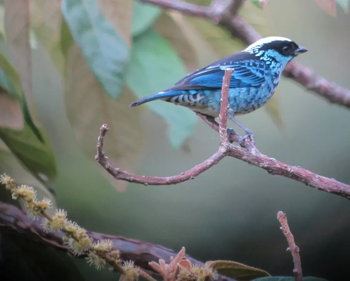File:Tangara nigroviridis Tángara berlina Beryl-spangled Tanager (14812976618).jpg